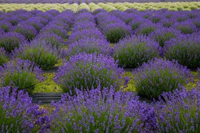 Field of colourful flowers