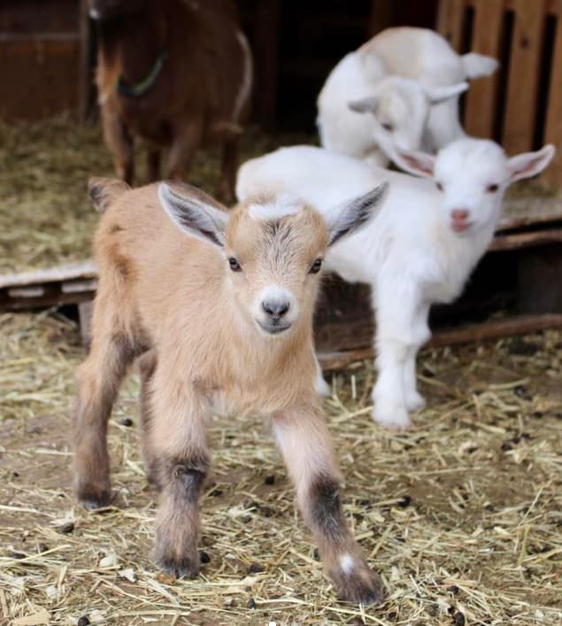 A goat in a petting zoo