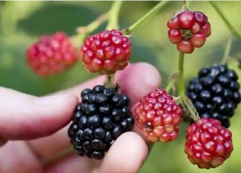 Person picking fruit on a farm