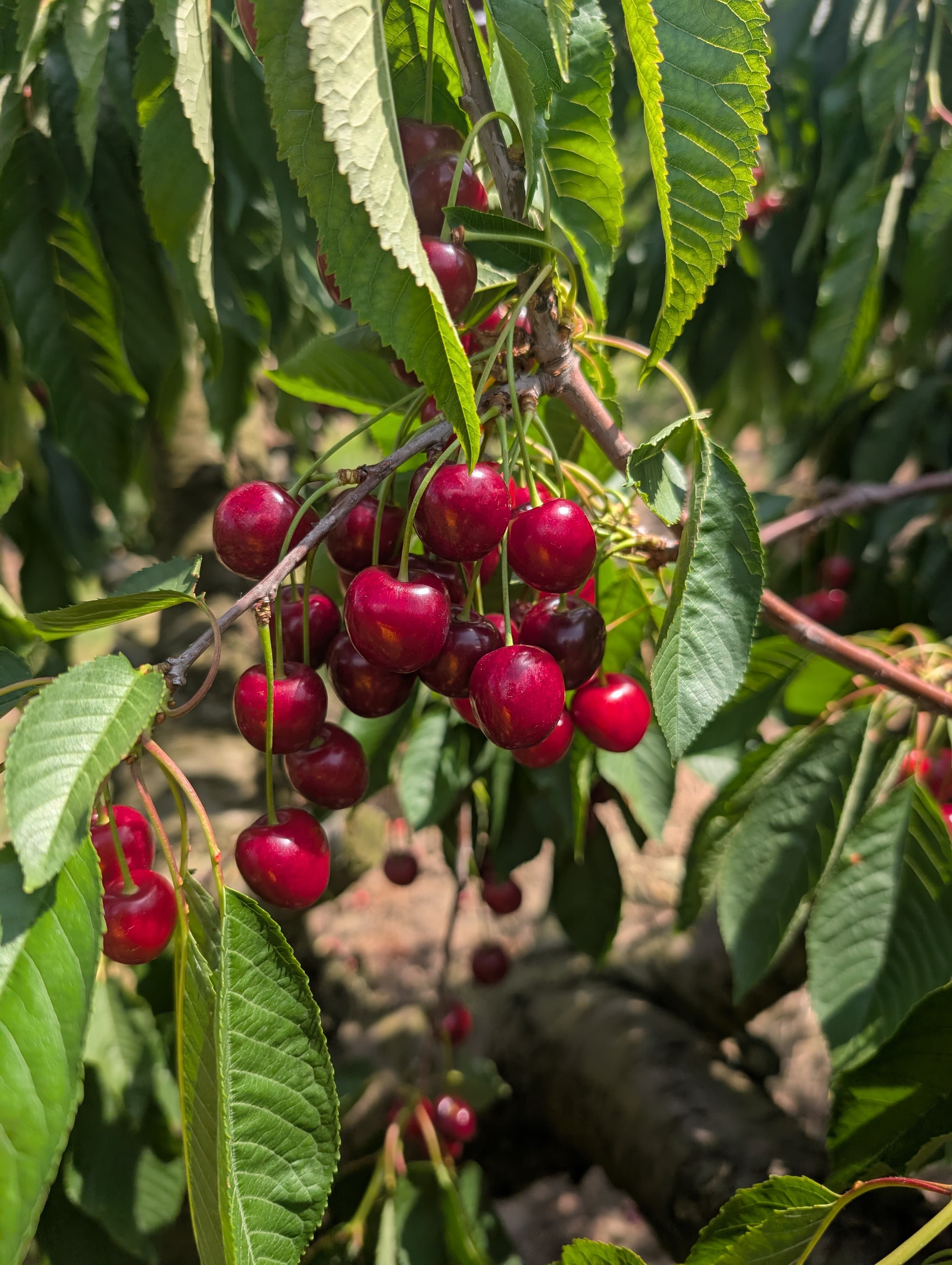 Sun Valley Farms