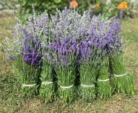 Lavender Mills Farm