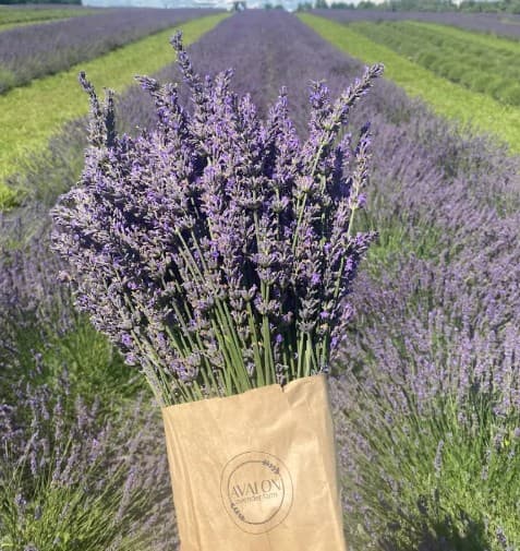 Avalon Lavender Farm