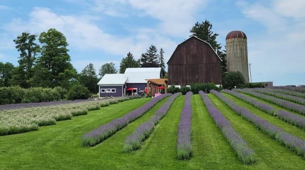 Apple Hill Lavender