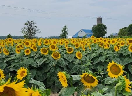 Kadylack Farm Sunflower Walk